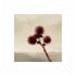 Flowers 01 2